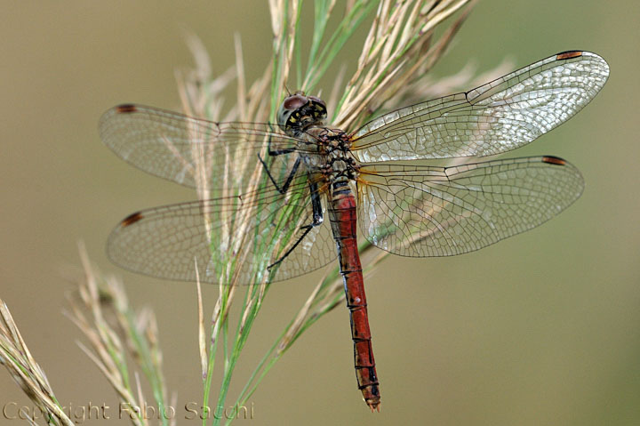 Sympetrum sanguineum, femmina androcroma